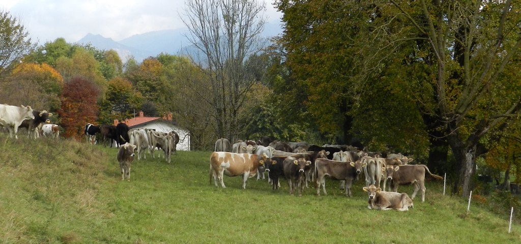 Servizio Agricoltura - Foreste - Ambiente - Difesa del suolo